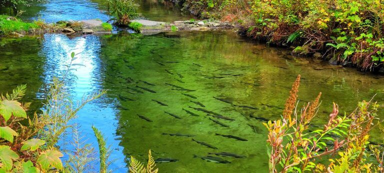Chehalis River with several salmon