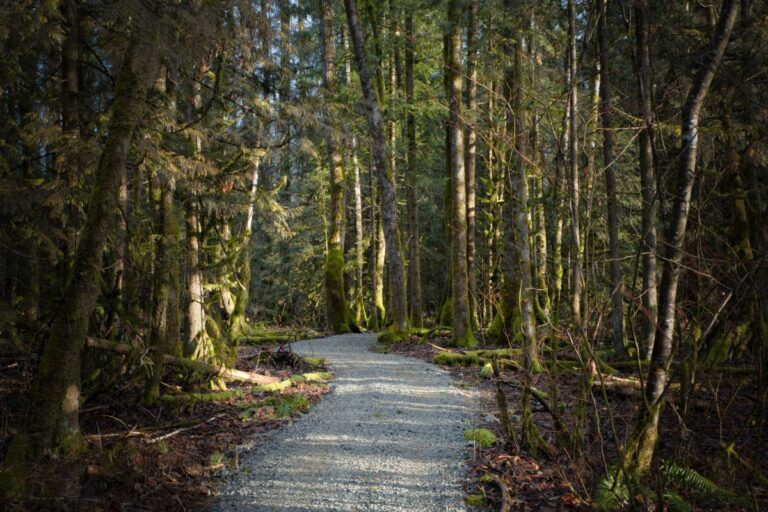 Chehalis River Fishing Trail