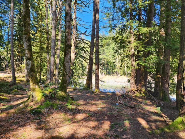 Chehalis river group 3