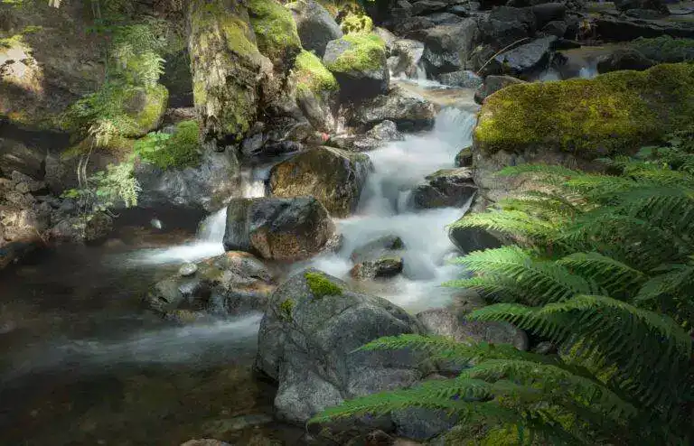 Weaver creek group site 4